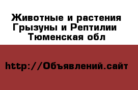 Животные и растения Грызуны и Рептилии. Тюменская обл.